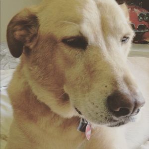 Meet your Posher, Blaize